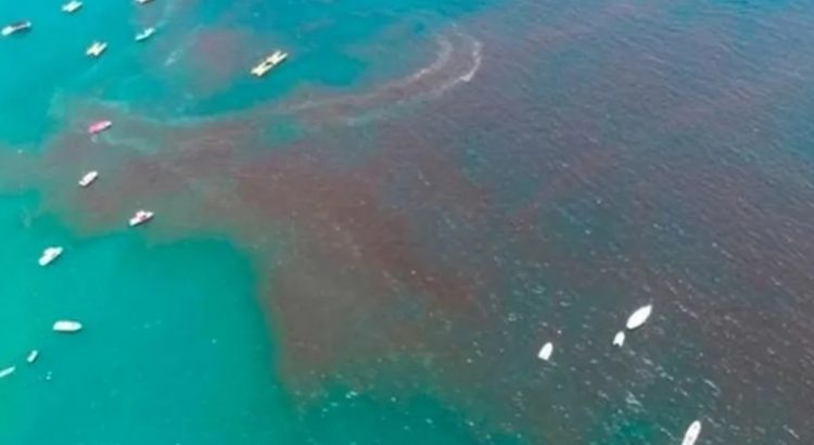 Marea roja provoca recale de pulpo y peces en Telchac, Yucatán