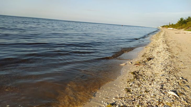 Marea roja podría durar de uno a cuatro meses en Yucatán