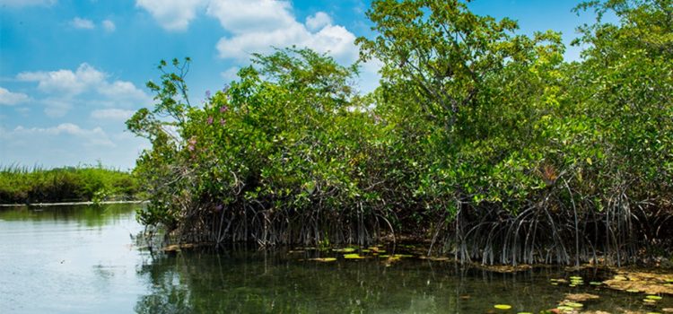 “Es necesario fomentar la recuperación de sitios que promuevan el uso sustentable de los recursos” SDS Yucatán