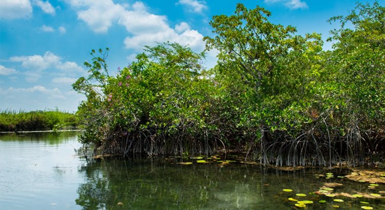 “Es necesario fomentar la recuperación de sitios que promuevan el uso sustentable de los recursos” SDS Yucatán