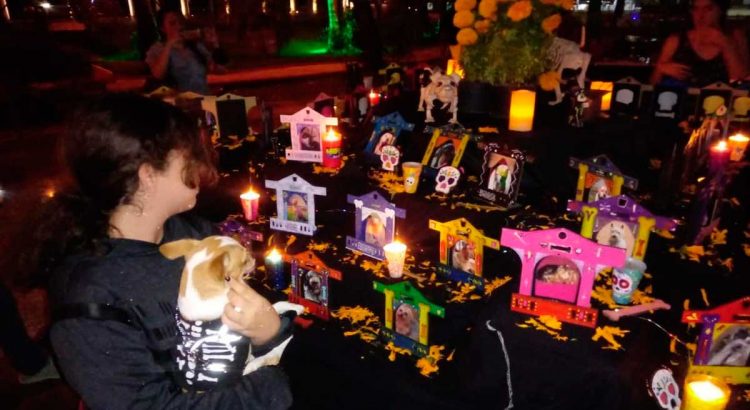Yucatán hace este altar dedicado a mascotas que ya dejaron nuestro mundo