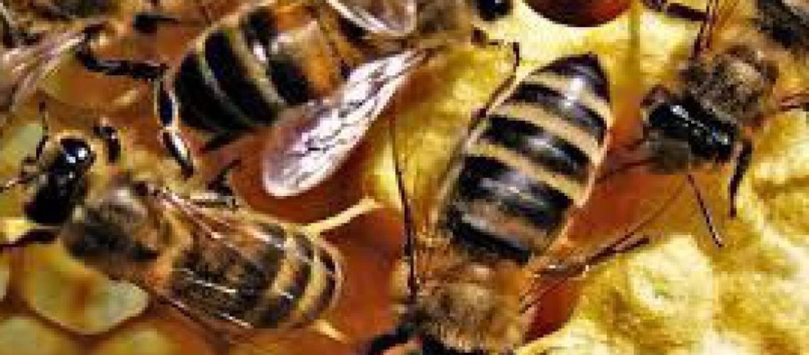 ” La abeja melipona debería cuidarse como un patrimonio invaluable”