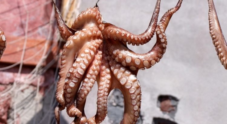 Inicia la veda de pulpo; crearán programa para evitar pesca ilegal