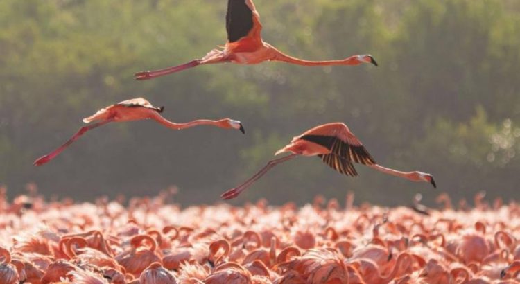 Temporada de anidación de flamencos tiñe de rosa a Yucatán