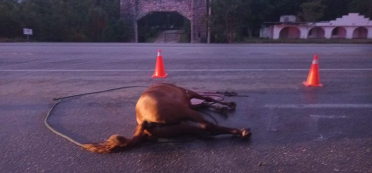 Caballo muere al impactarse contra una camioneta en Yucatán