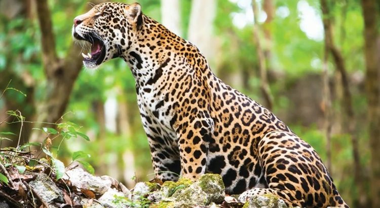 Gracias al proyecto Tech4Nature se clasificaron 119 especies en reservas de Yucatán