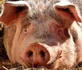 Registra Reino Unido el primer caso humano de influenza porcina