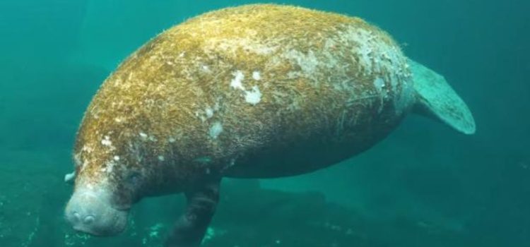 Buzos descubren manatíes en cuevas inundadas de la península de Yucatán