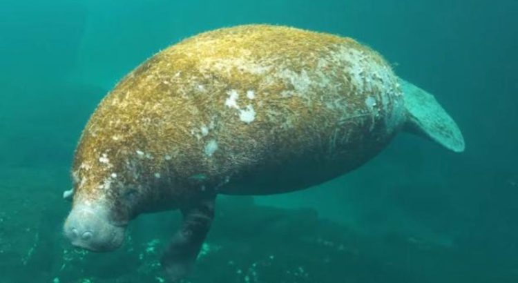 Buzos descubren manatíes en cuevas inundadas de la península de Yucatán