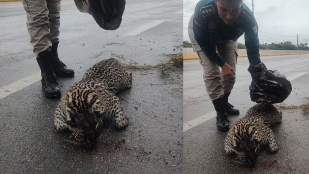 Ocelote muere atropellado en la carretera Mérida-Progreso