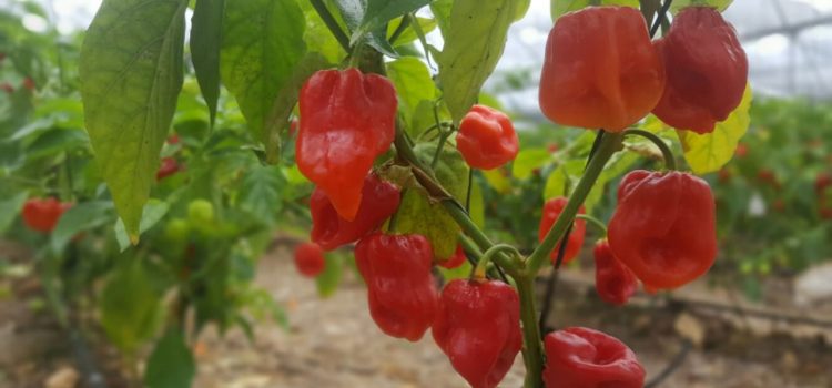 Productores de chile habanero en Yucatán exportan a Estados Unidos