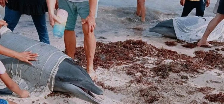 Rescatan tres delfines en playas de Yucatán