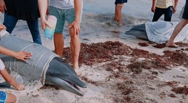 Rescatan tres delfines en playas de Yucatán