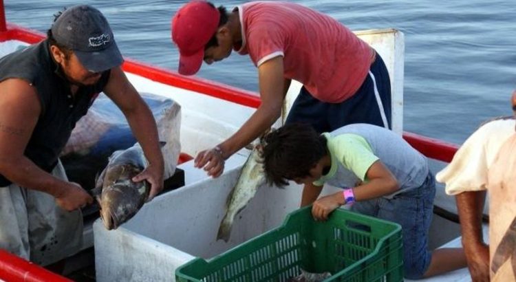 Veda del mero podría afectar a los pescadores yucatecos