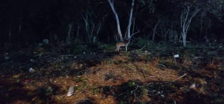 Observan coyote en zona habitacional de Mérida