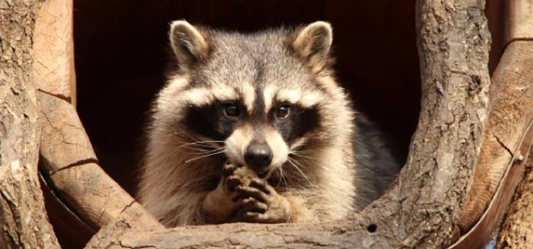 Dejó un mapache sin luz a más de 7 mil personas