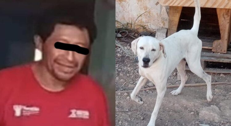 Condenan a primera persona por crueldad animal en Yucatán