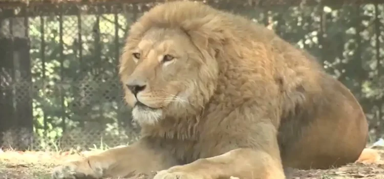 León muere por golpe de calor en zoológico de Yucatán