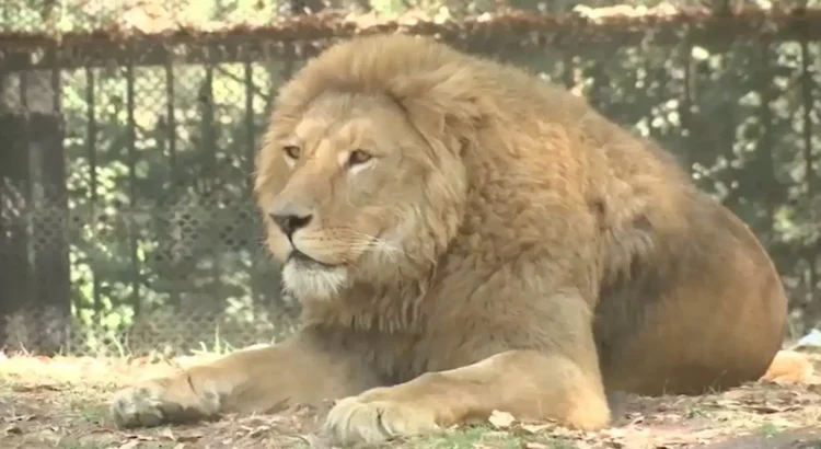 León muere por golpe de calor en zoológico de Yucatán