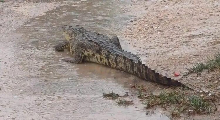Fauna silvestre invade zonas urbanas del Oriente de Yucatán tras fuertes lluvias Fauna silvestre invade zonas urbanas del Oriente de Yucatán tras fuertes lluvias