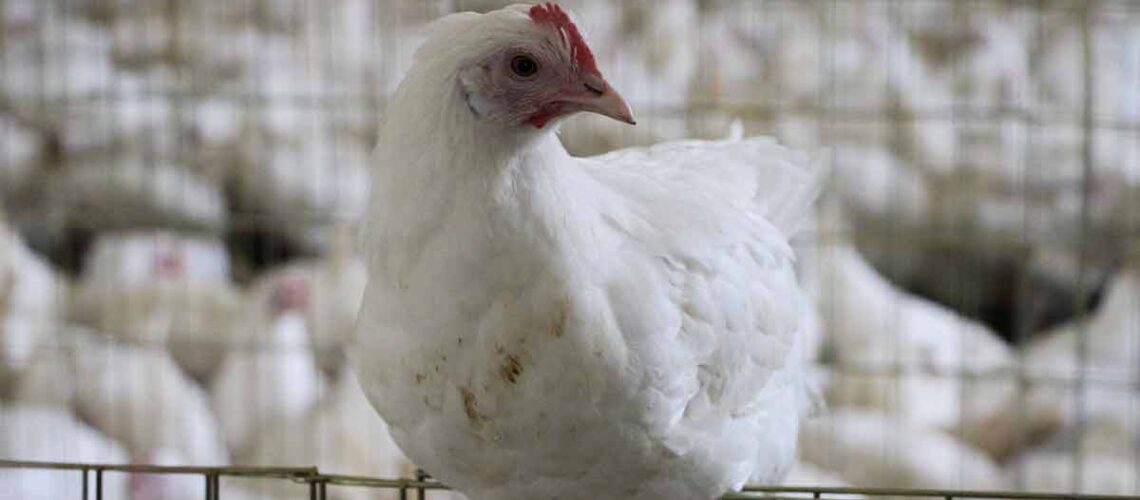 Mueren 2 mil gallinas por altas temperaturas en Yucatán