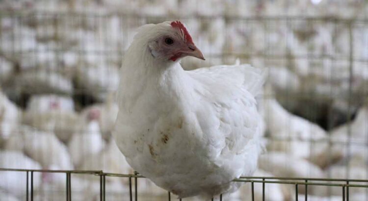 Mueren 2 mil gallinas por altas temperaturas en Yucatán