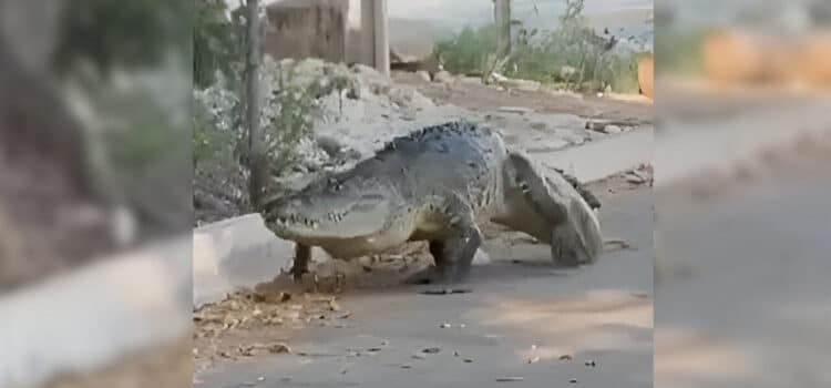 Desmienten la muerte de “Juancho”, el famoso cocodrilo de Progreso, Yucatán