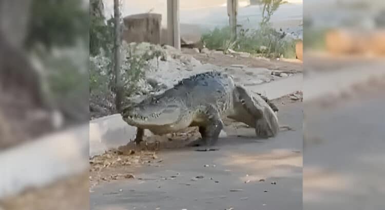 Desmienten la muerte de “Juancho”, el famoso cocodrilo de Progreso, Yucatán