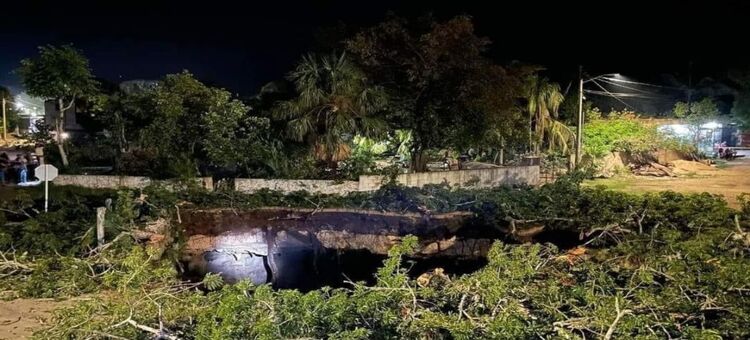 Se desploma bóveda de cenote en Yucatán y “traga” una ceiba