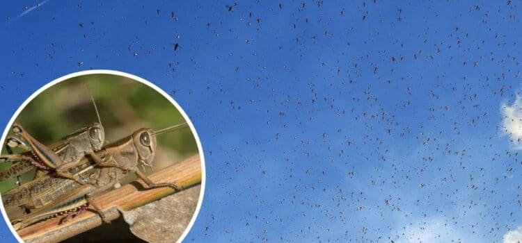 Controlan plaga de langostas en 11 municipios de Yucatán