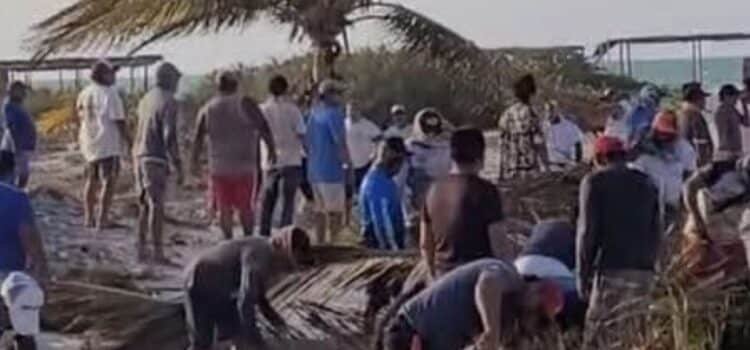 Pese a la clausura de la PROFEPA, detectan tala ilegal de manglar en Yucatán Pese a la clausura de la PROFEPA, detectan tala ilegal de manglar en Yucatán