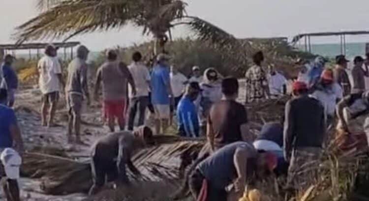 Pese a la clausura de la PROFEPA, detectan tala ilegal de manglar en Yucatán