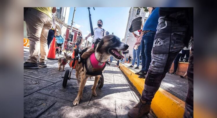 Crueldad animal, negocio protegido: diputado Crueldad animal, negocio protegido: diputado