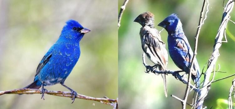 Ambientalistas piden veda para proteger aves en Yucatán