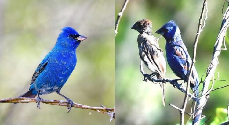 Ambientalistas piden veda para proteger aves en Yucatán
