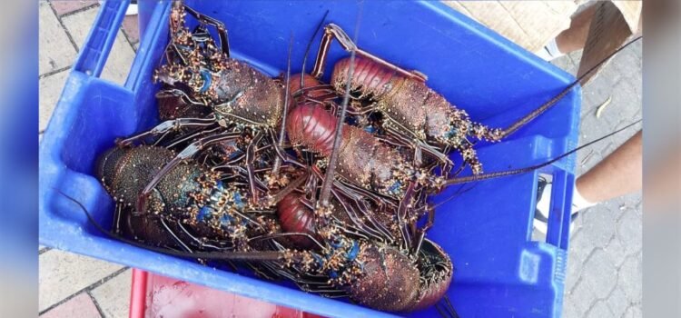Yucatán espera 600 toneladas de langosta con alta exportación