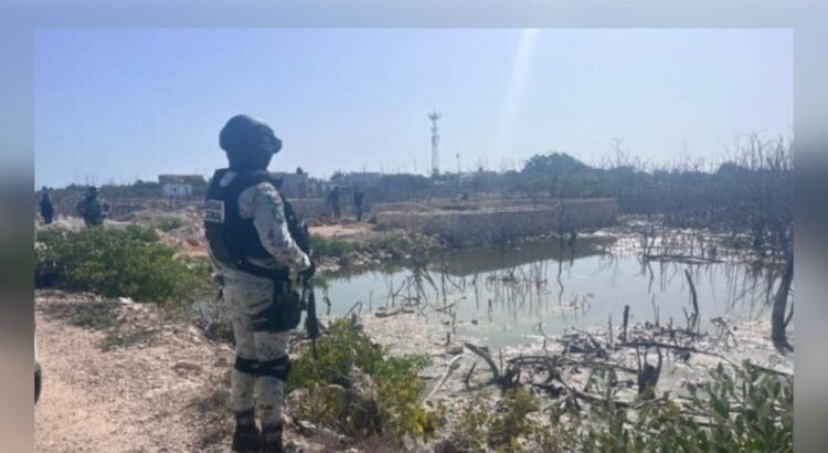 Operativo revela tala y asentamientos irregulares en manglares de San Felipe, Yucatán Operativo revela tala y asentamientos irregulares en manglares de San Felipe, Yucatán
