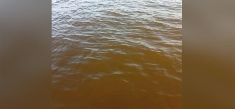 Pescadores alertan marea roja en Yucatán; Salud estatal la niega