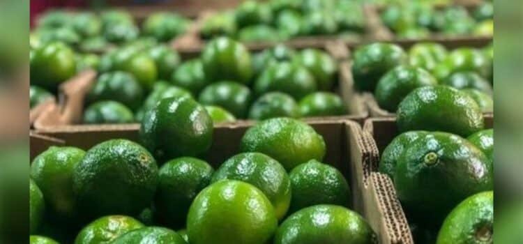 Yucatán impulsa exportación de limón a Japón, EU, Oriente Medio y Asia