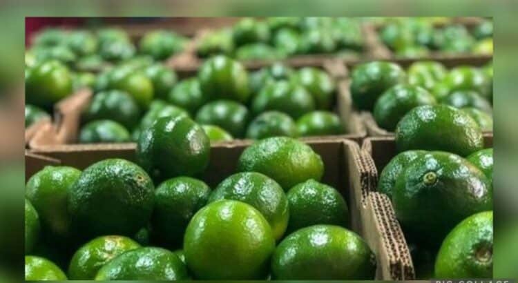 Yucatán impulsa exportación de limón a Japón, EU, Oriente Medio y Asia