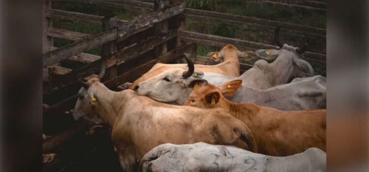 Refuerzan vigilancia sanitaria en Yucatán tras aumento de casos por gusano barrenador