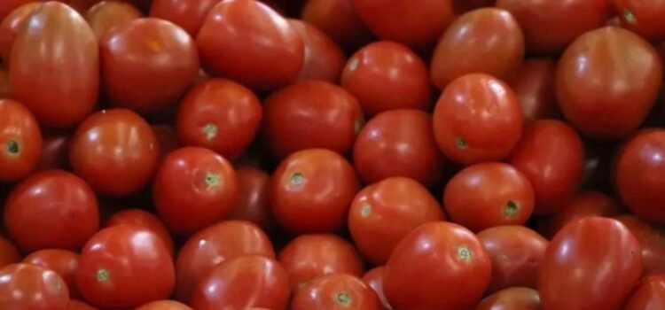 Establece México nuevos precios base para exportar tomate fresco