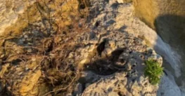 Tecnología 3D al rescate: huellas de dinosaurio de 110 millones de años emergen en Texas tras inundaciones