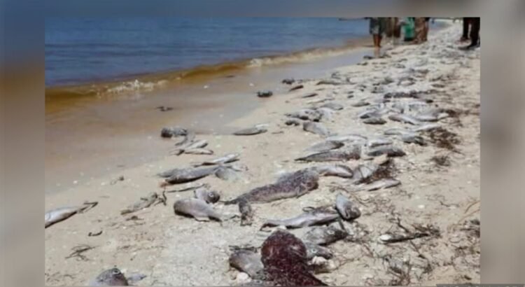 Pescadores de Yucatán temen por sus ingresos ante la presencia de marea roja