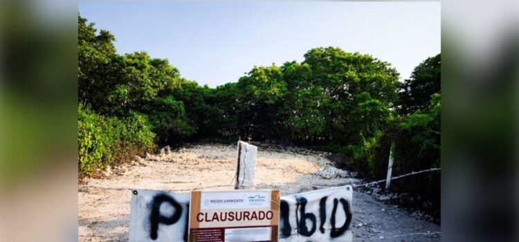 Profepa clausura predios por daño a manglares en Yucatán