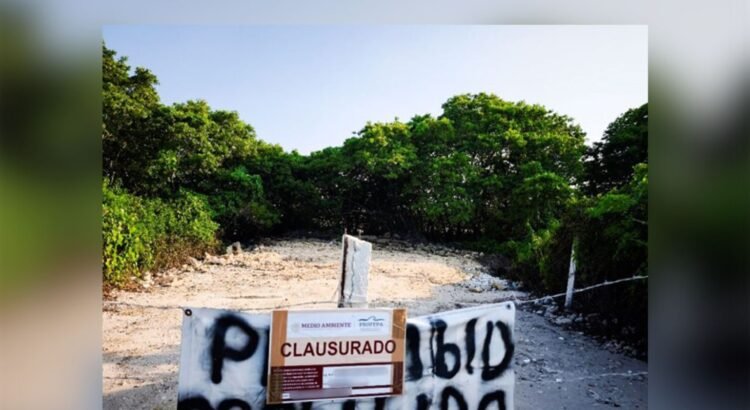 Profepa clausura predios por daño a manglares en Yucatán
