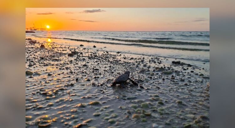 Más de 375 mil crías de tortuga regresan al mar en Yucatán