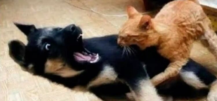 Recién casados quieren divorciarse… porque su perro y su gato no se llevan bien Recién casados quieren divorciarse… porque su perro y su gato no se llevan bien
