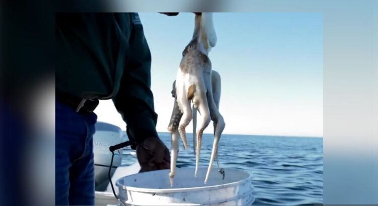 28 mil toneladas, límite máximo de captura de pulpo rojo en Yucatán y Campeche para 2025 28 mil toneladas, límite máximo de captura de pulpo rojo en Yucatán y Campeche para 2025