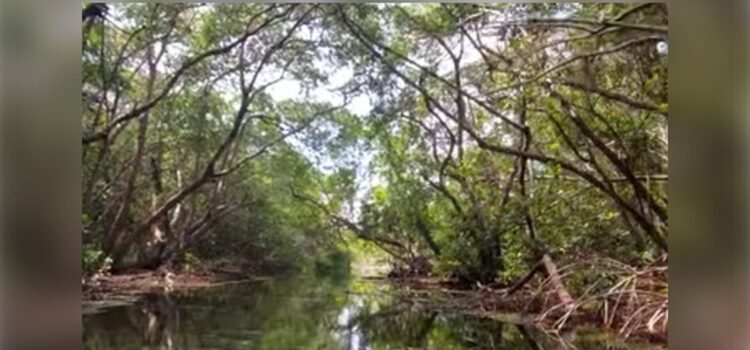 Yucatán destina 22 mdp a restaurar manglares con participación comunitaria Yucatán destina 22 mdp a restaurar manglares con participación comunitaria